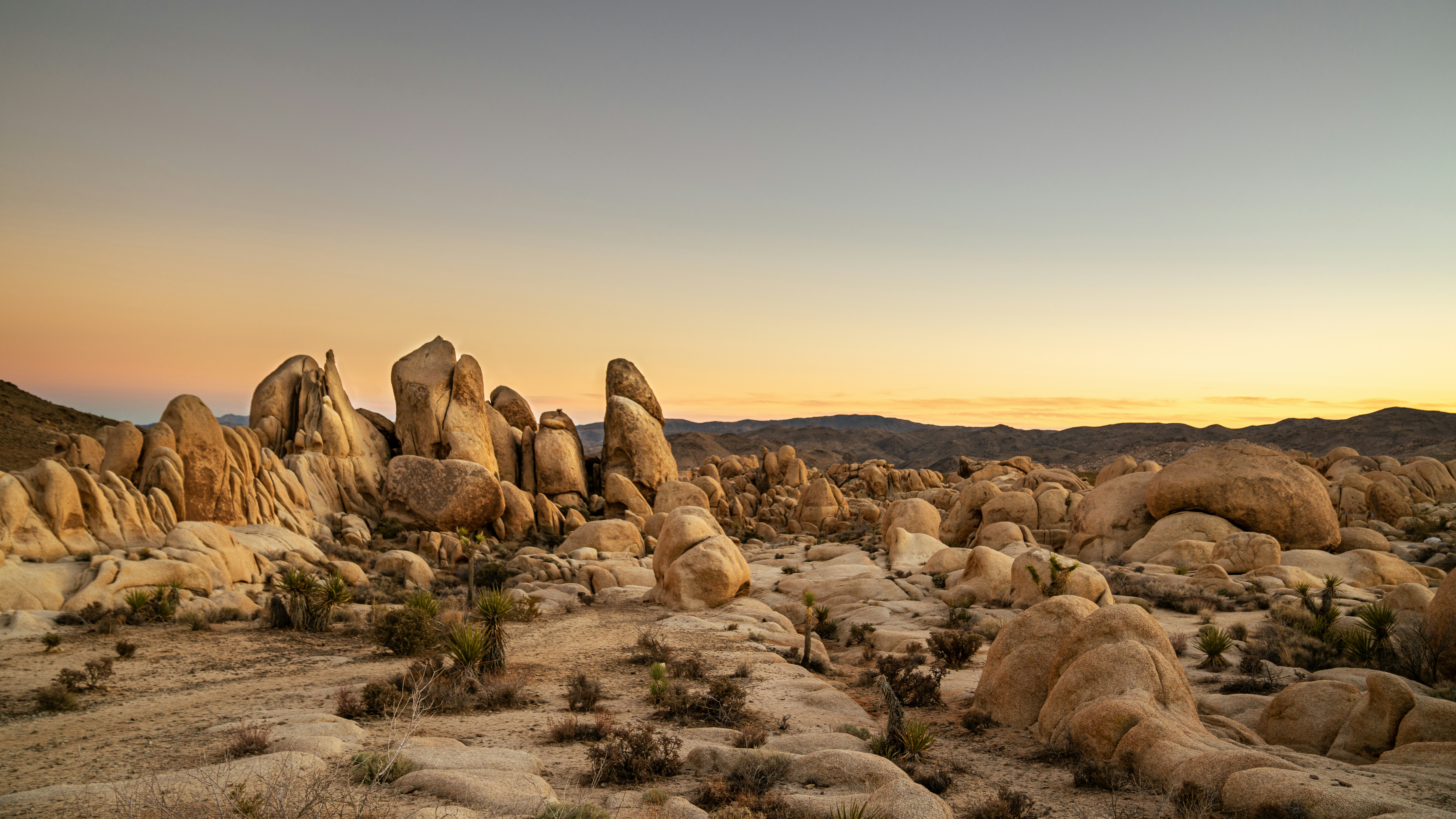 Joshua tree at sunset